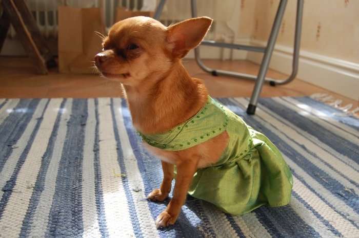 Katrin är brudhund i sin hatade klänning..